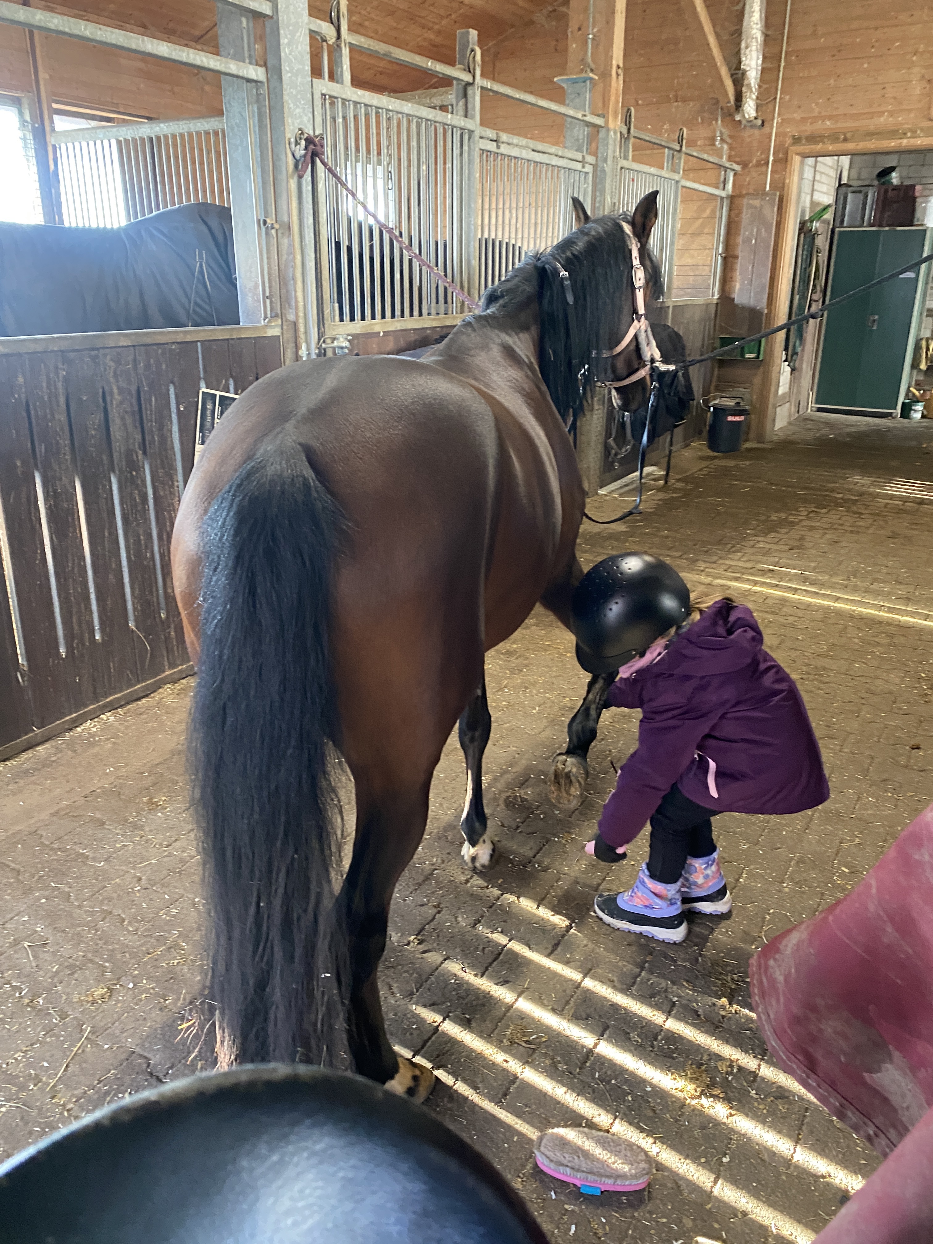 Kind beim Hufkratzen an einem braunen Pony im Stall